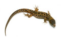 Lepidophyma smithii juvenile
